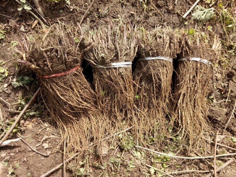 岷县当归苗，苗子均匀，无烂苗，每袋数量7千至1万苗