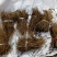 岷县当归苗，苗子均匀，无烂苗，每袋数量7千至1万苗