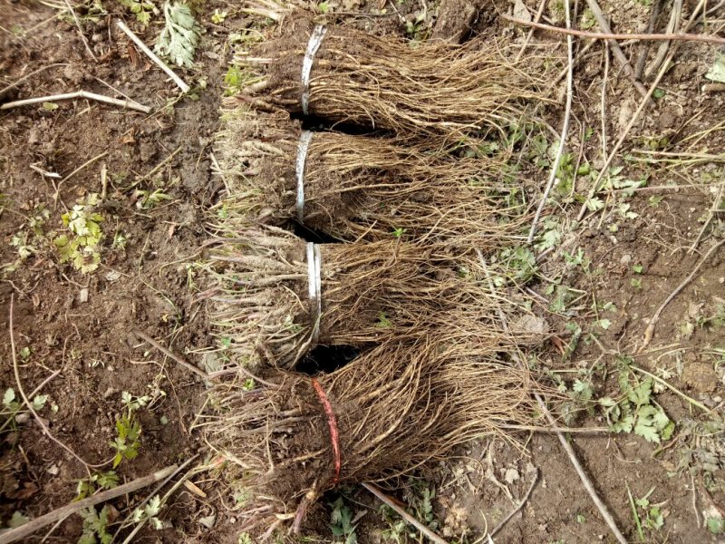 岷县当归苗，苗子均匀，无烂苗，每袋数量7千至1万苗