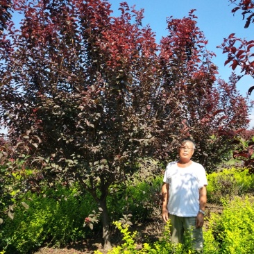 5-10㎝紫叶李，全冠，株型丰满，无偏冠