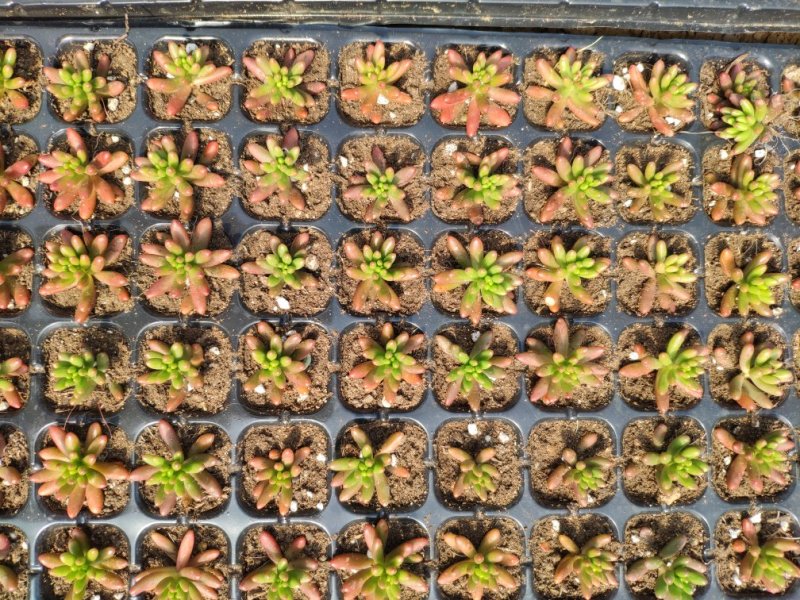 多肉植物多肉植物绿植