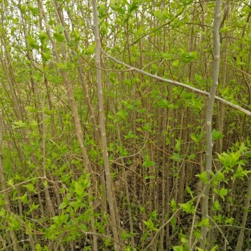 杜仲树0.8到两公分的量大从优