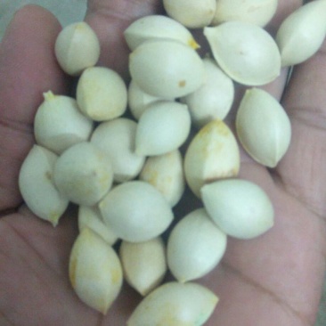 银杏果(包邮)