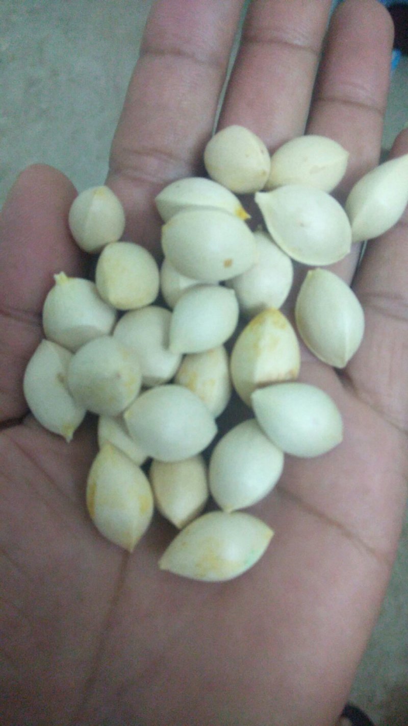 银杏果(包邮)