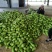 尖椒圆椒，线椒西胡芦，豆角青茄子大量上市望新老客户前来采