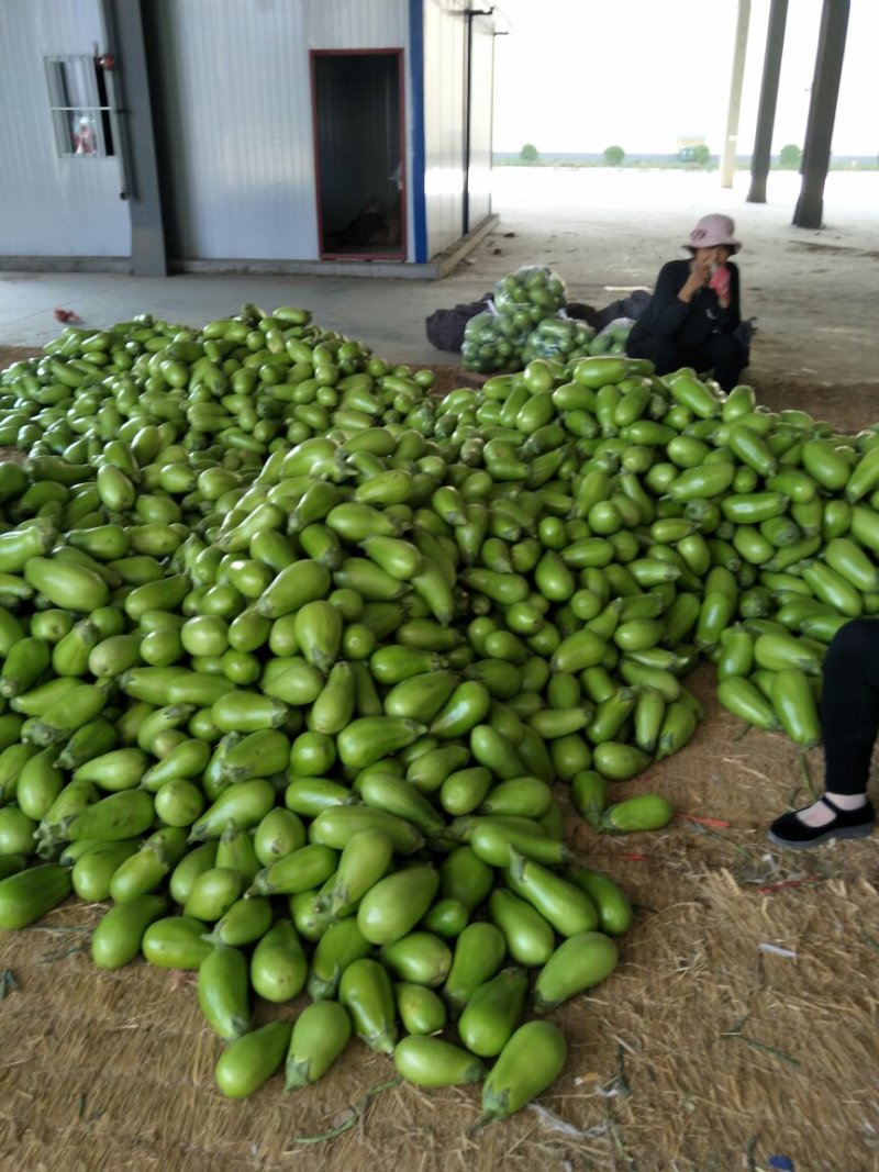 尖椒圆椒，线椒西胡芦，豆角青茄子大量上市望新老客户前来采