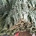 尖椒圆椒，线椒西胡芦，豆角青茄子大量上市望新老客户前来采