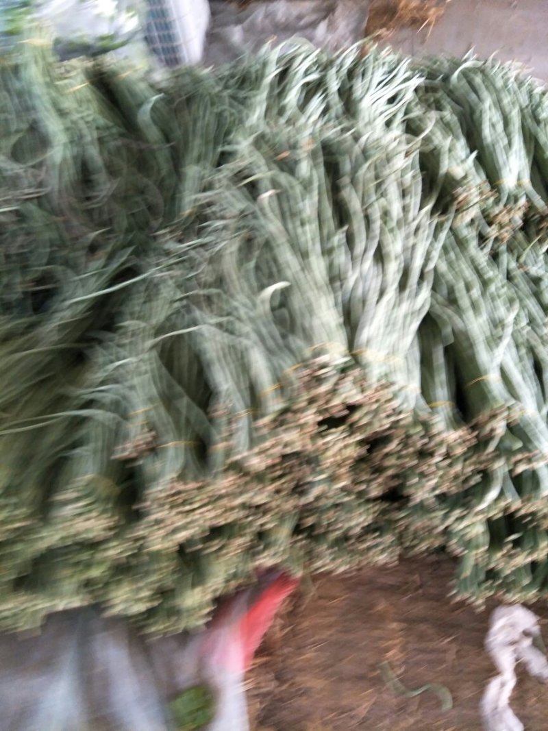 尖椒圆椒，线椒西胡芦，豆角青茄子大量上市望新老客户前来采