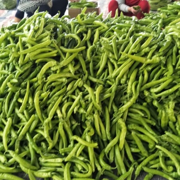 尖椒圆椒，线椒西胡芦，豆角青茄子大量上市望新老客户前来采