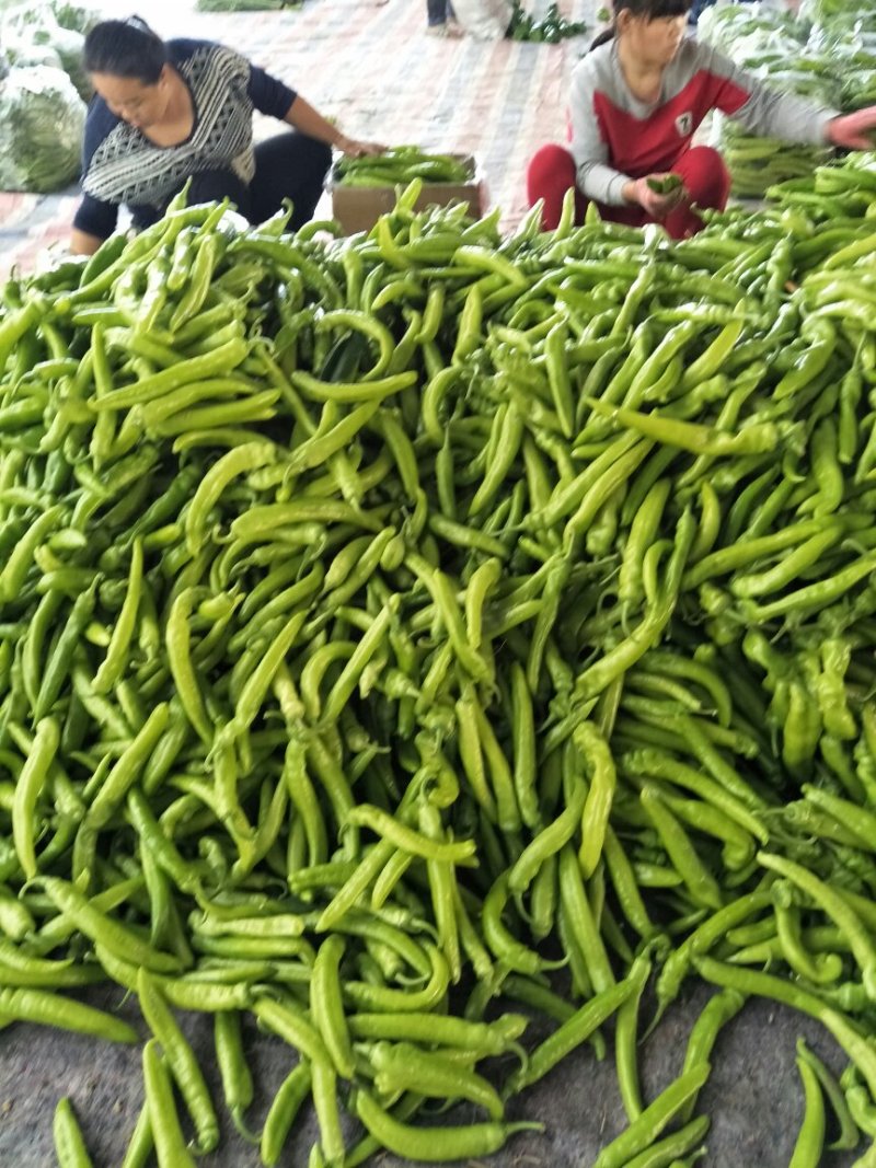 尖椒圆椒，线椒西胡芦，豆角青茄子大量上市望新老客户前来采