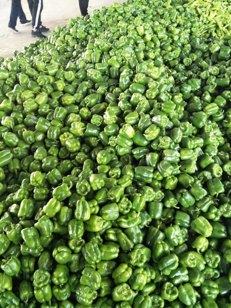 尖椒圆椒，线椒西胡芦，豆角青茄子大量上市望新老客户前来采