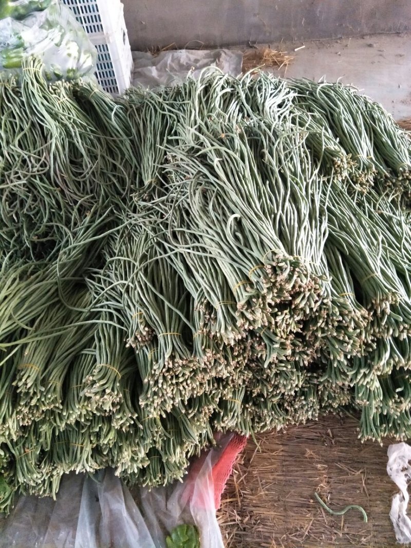 尖椒圆椒，线椒西胡芦，豆角青茄子大量上市望新老客户前来采