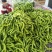 尖椒圆椒，线椒西胡芦，豆角青茄子大量上市望新老客户前来采