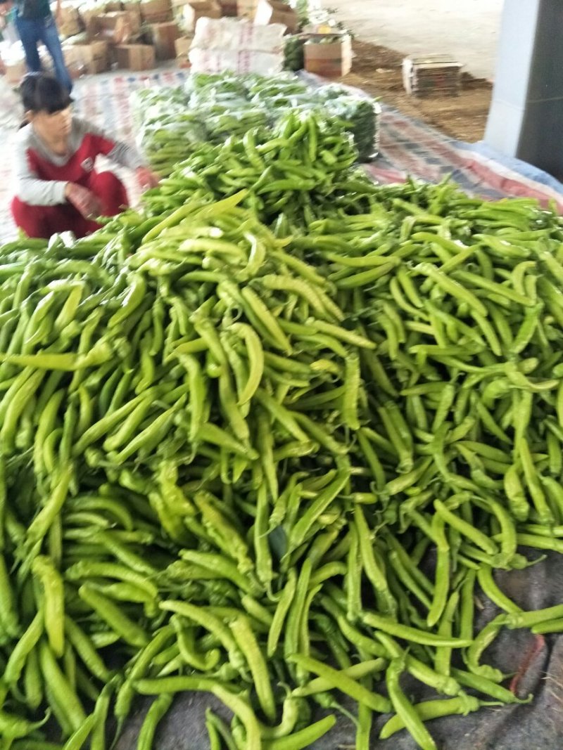 尖椒圆椒，线椒西胡芦，豆角青茄子大量上市望新老客户前来采