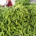 尖椒圆椒，线椒西胡芦，豆角青茄子大量上市望新老客户前来采