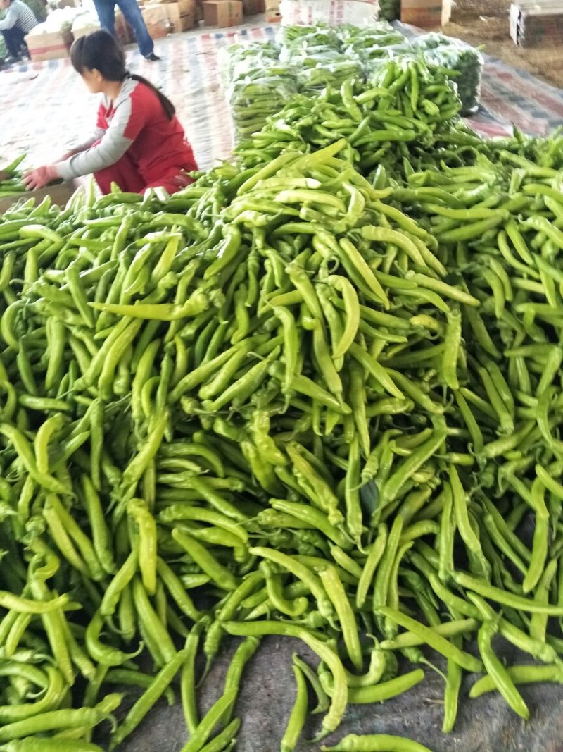 尖椒圆椒，线椒西胡芦，豆角青茄子大量上市望新老客户前来采