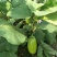 尖椒圆椒，线椒西胡芦，豆角青茄子大量上市望新老客户前来采