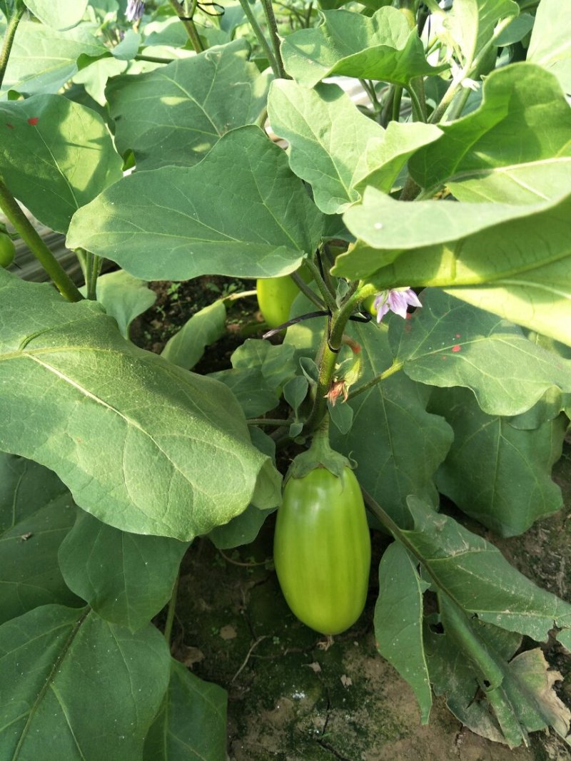 尖椒圆椒，线椒西胡芦，豆角青茄子大量上市望新老客户前来采