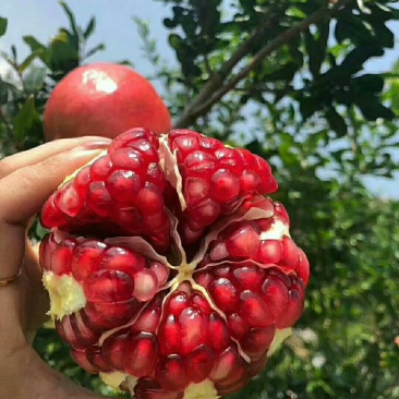 临潼石榴--6个试吃装35包邮