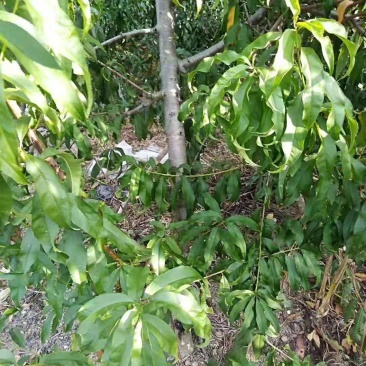 占地桃树5-8公分大量供应！