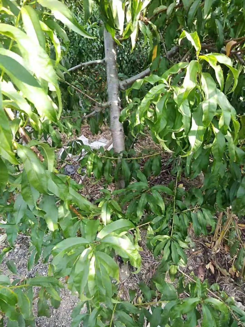 占地桃树5-8公分大量供应！