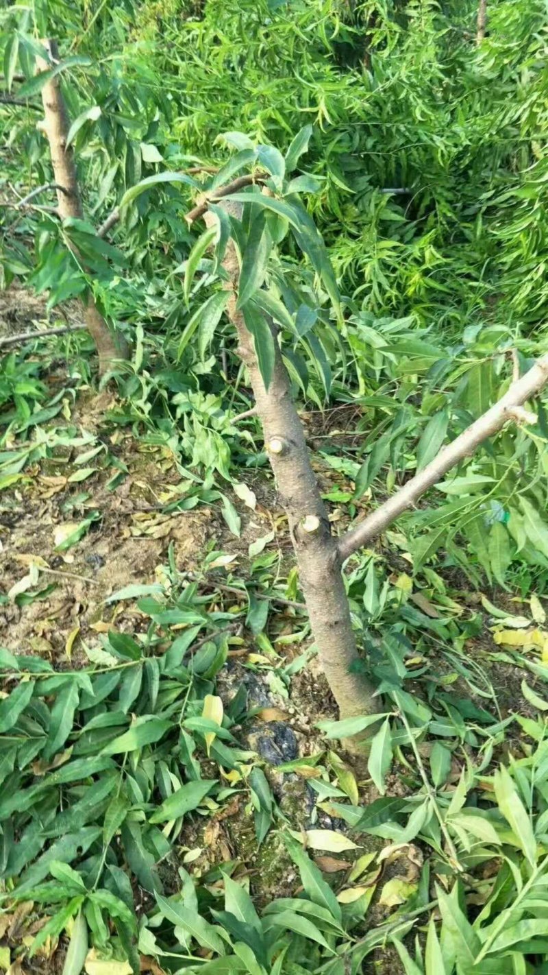 占地桃树5-8公分大量供应！