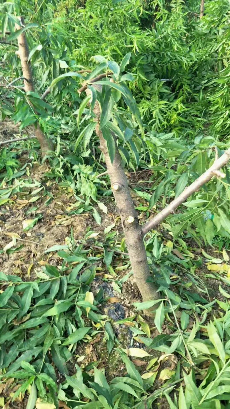 占地桃树5-8公分大量供应！