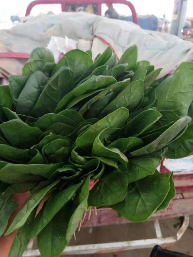 河北永年精品大叶菠菜大量供应中，可供大型批发市场和加工厂