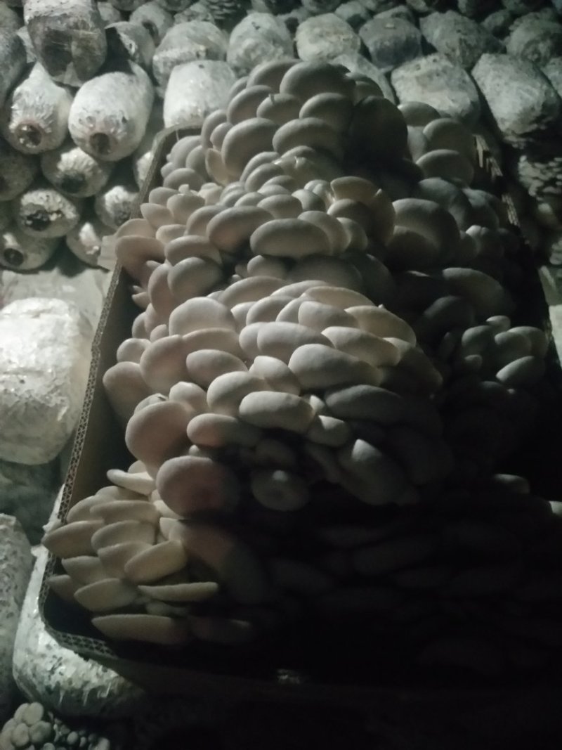 长期供货黑平菇平菇菌棒有需要的老板可以联系我