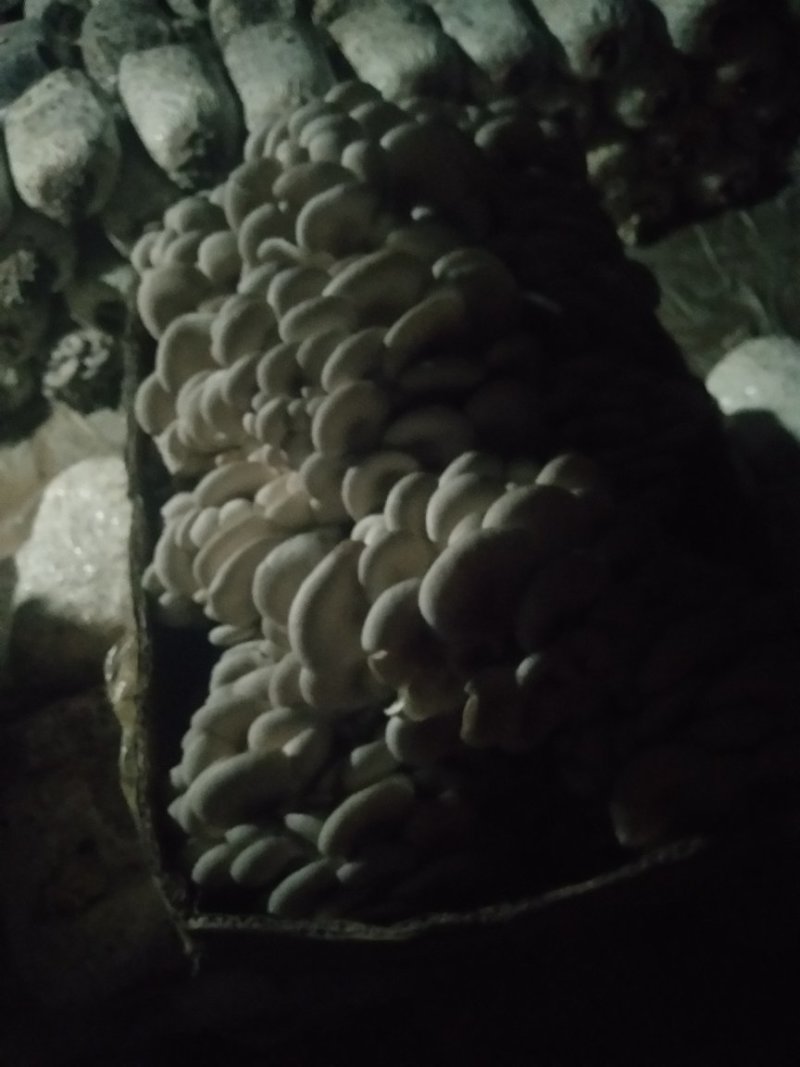 长期供货黑平菇平菇菌棒有需要的老板可以联系我