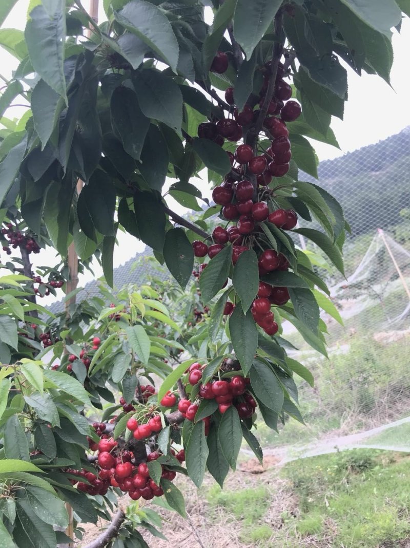 一根棍樱桃苗，抗病能力强产量高好管理，提供技术指导