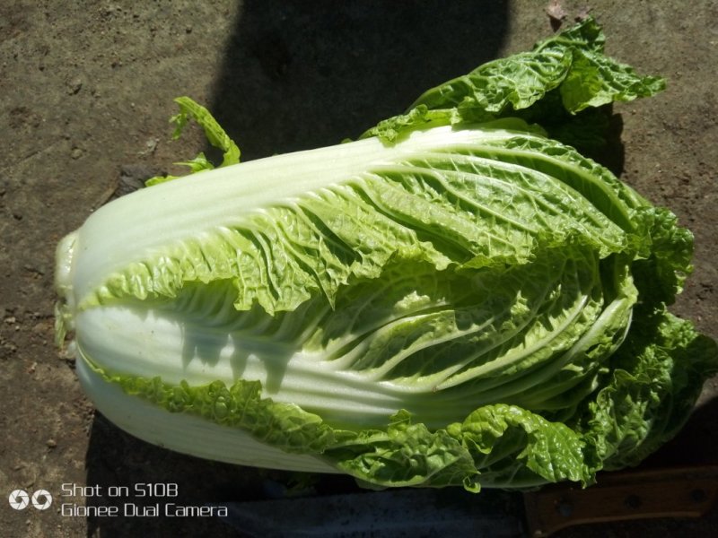 【精选】吉林黄心白菜杠菜量大质优〔品质保障〕