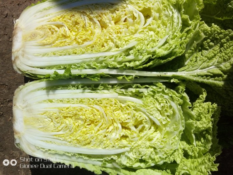 【精选】吉林黄心白菜杠菜量大质优〔品质保障〕