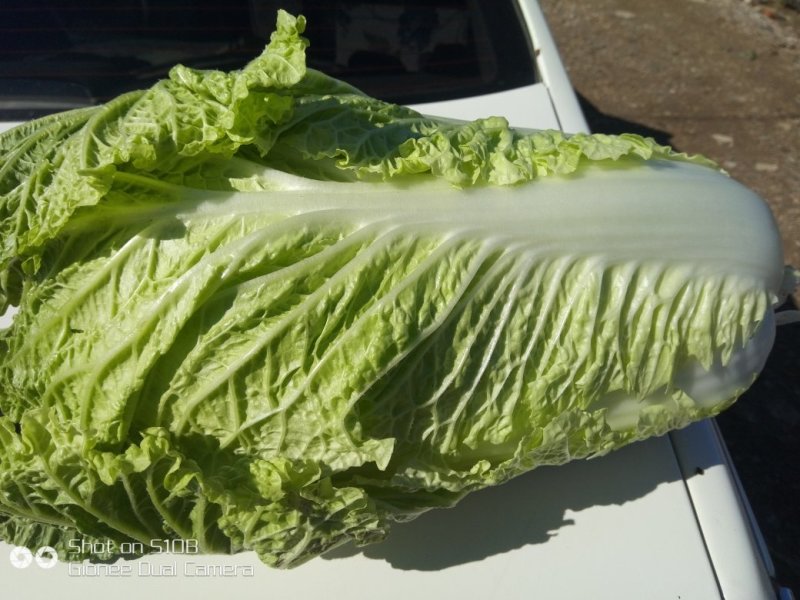 【精选】吉林黄心白菜杠菜量大质优〔品质保障〕
