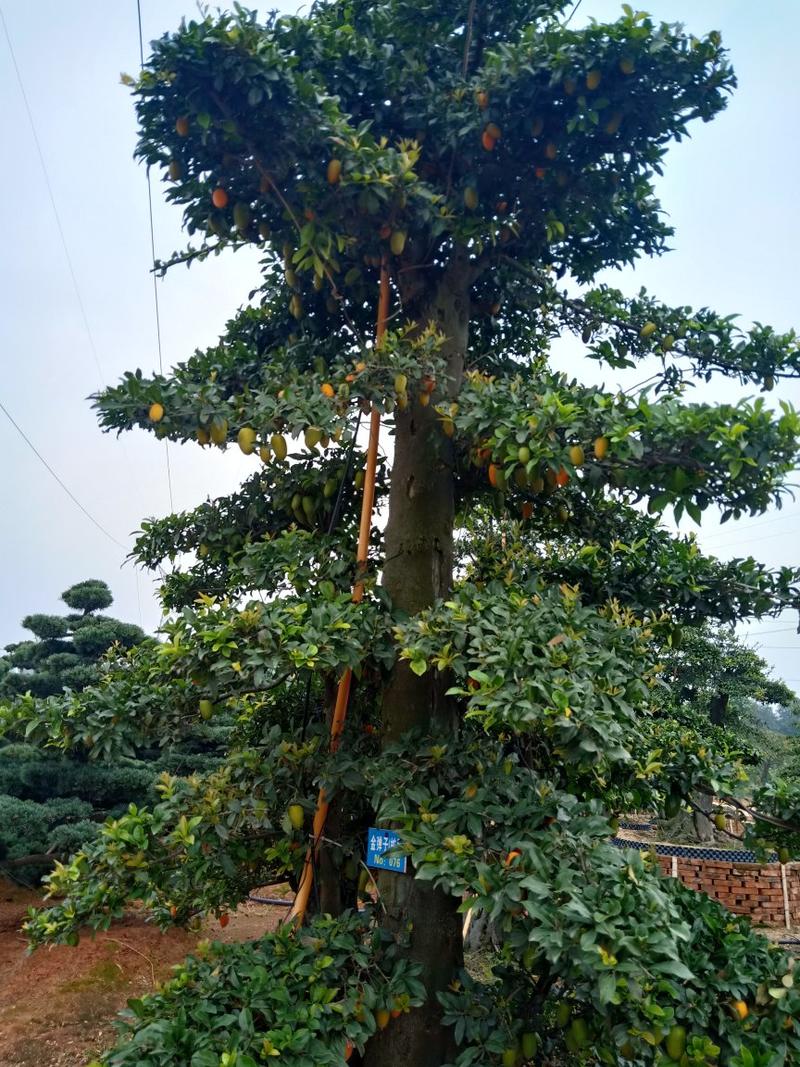 造型金弹子树桩，金弹子树30/40公分高200/250