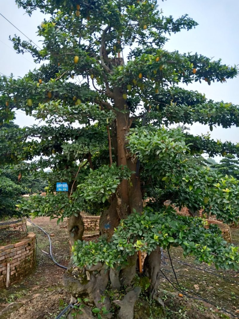 造型金弹子树桩，金弹子树30/40公分高200/250