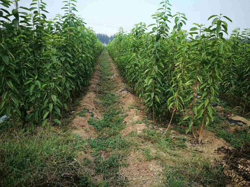 一根棍樱桃苗，抗病能力强产量高好管理，提供技术指导