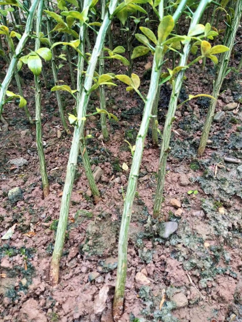 枳壳苗，福建种子苗，主干高不易分叉，长势快