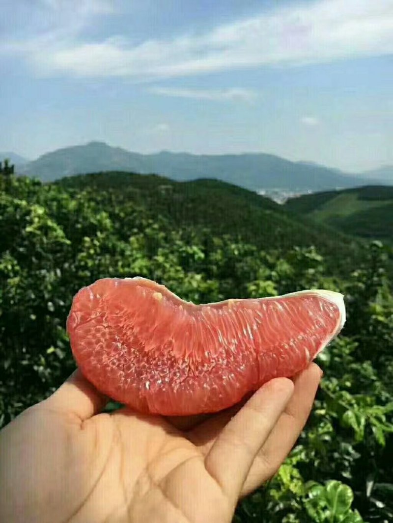 平和琯溪黄金蜜柚四粒装