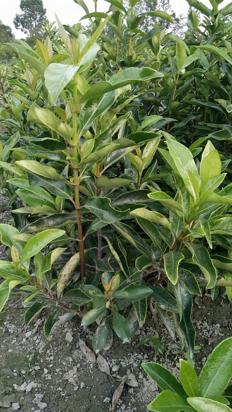 冻青，80cm-1.2米高。