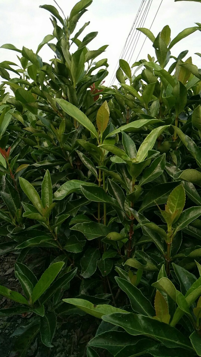 冻青，80cm-1.2米高。