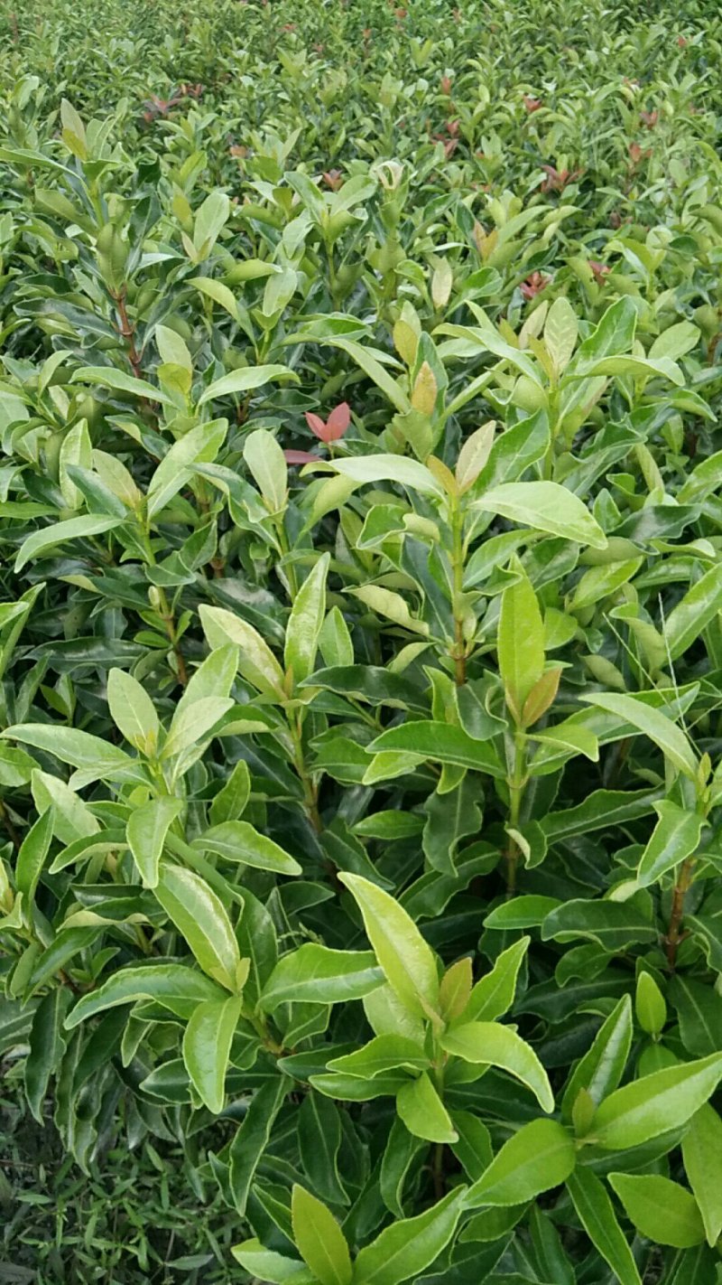 冻青，80cm-1.2米高。