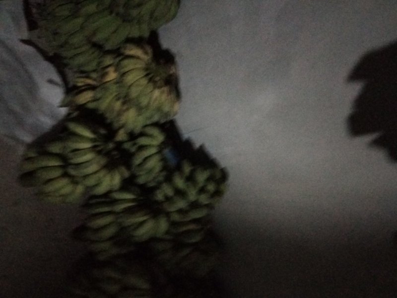 粉蕉，2019-10-02