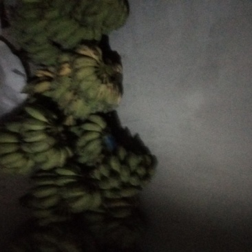 粉蕉，2019-10-02