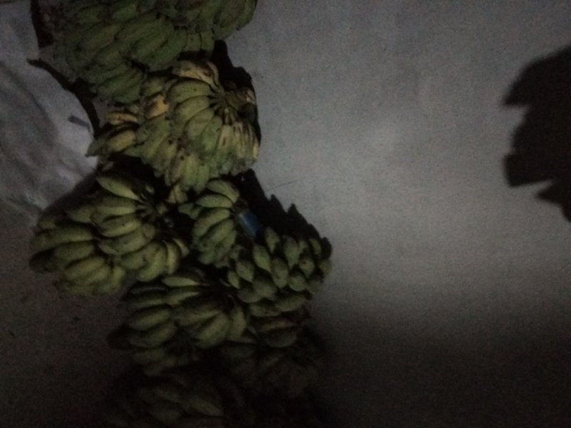 粉蕉，2019-10-02