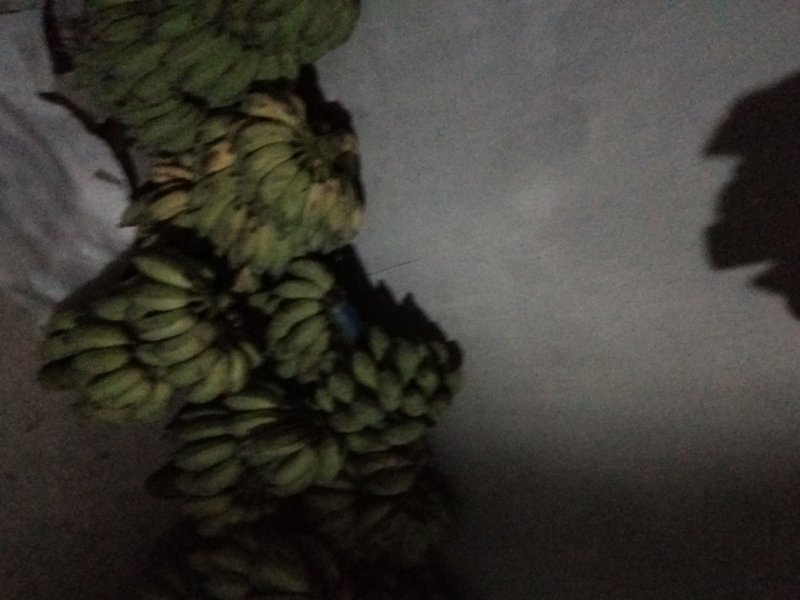 粉蕉，2019-10-02