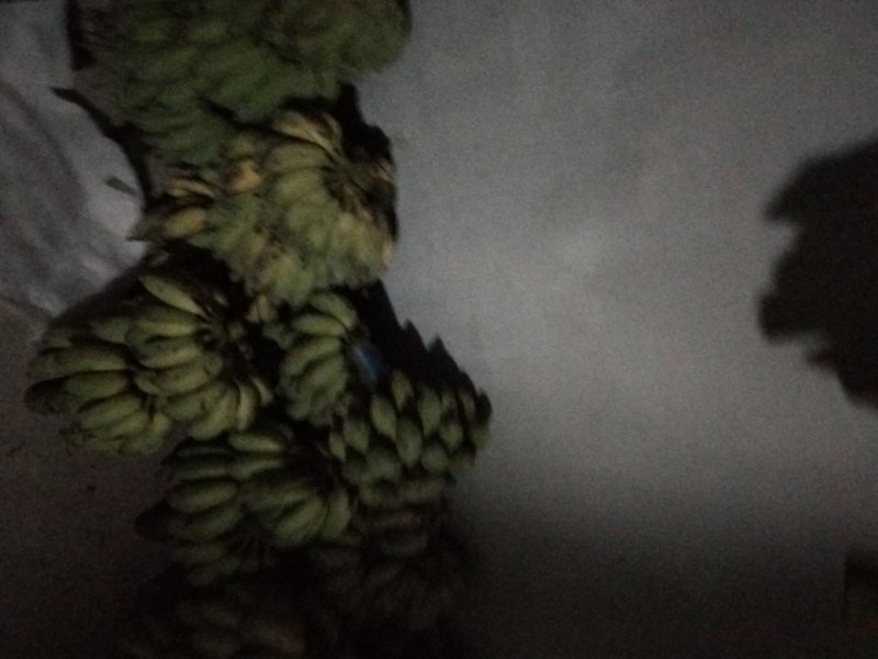 粉蕉，2019-10-02