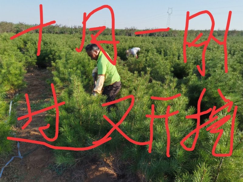 白皮松