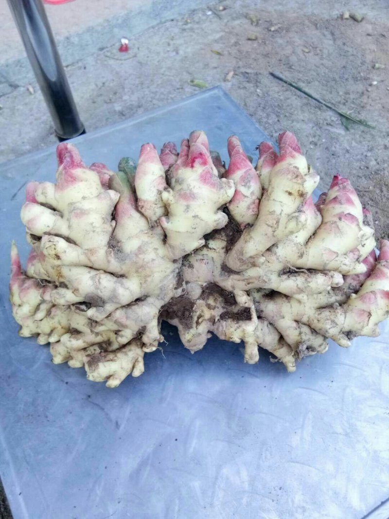 红爪姜生姜
