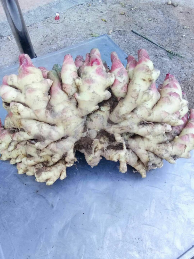 红爪姜生姜